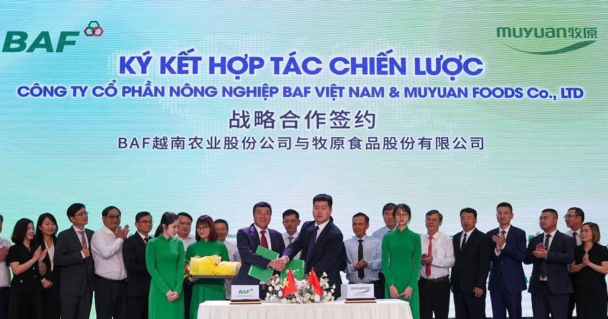 Báo cáo phân tích cổ phiếu BAF