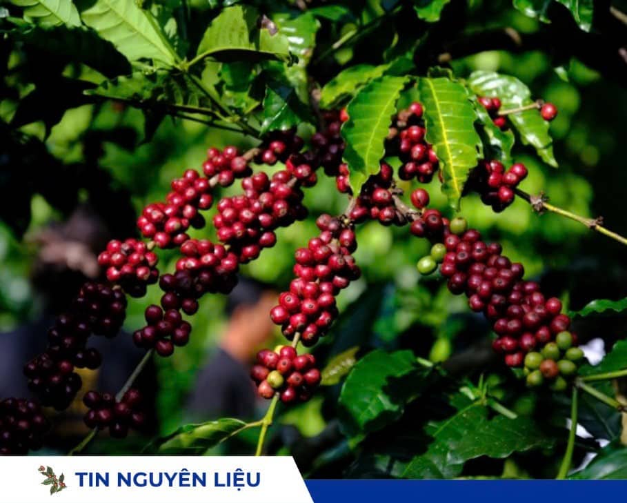Lo ngại nguồn cung và thuế quan Mỹ thúc đẩy giá cà phê tăng ngày 18/08/2025
