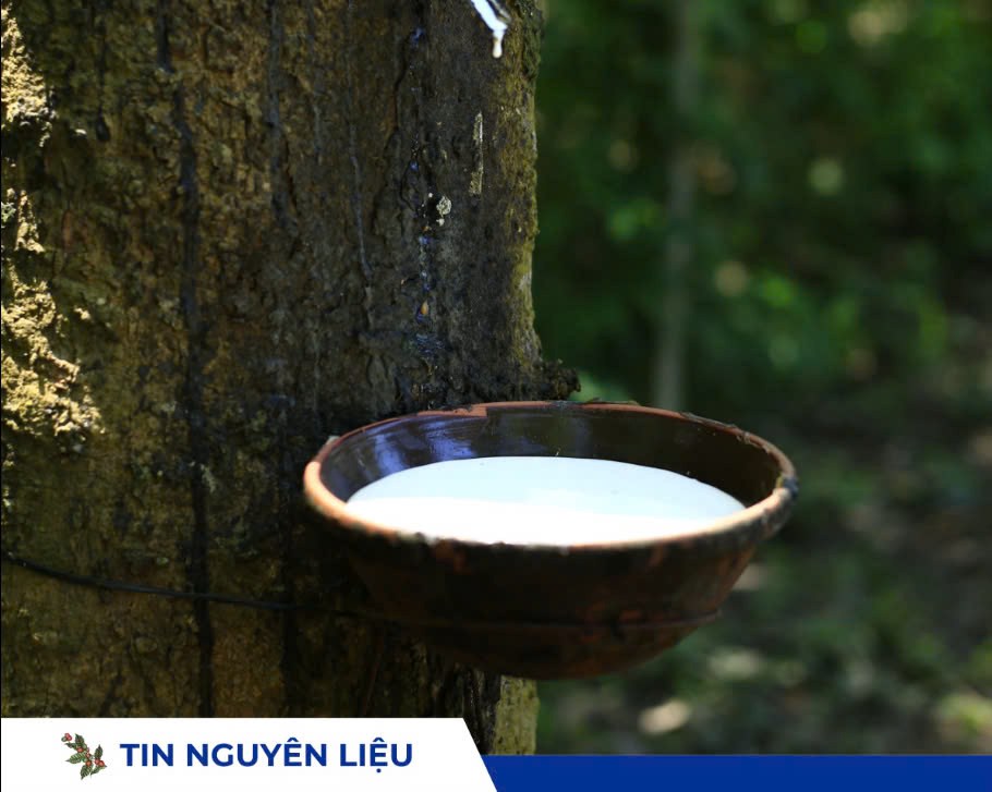 Giá cao su ngày 19/08/2025 tăng nhờ nhu cầu ô tô Ấn Độ và lo ngại thời tiết