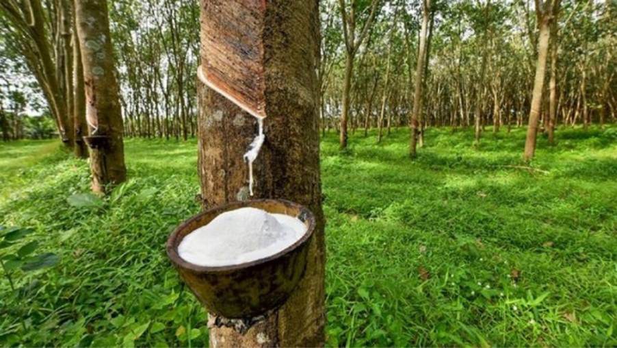 Giá Cao Su Biến Động Khó Lường – Cơ Hội Từ Mùa Vụ Và Chính Sách Mỹ. 1. Tin tức và cập nhật thị trường  ...