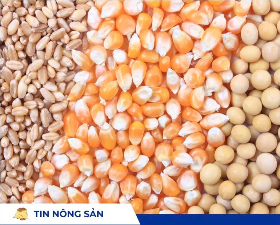 Diễn biến thị trường nông sản 29/8