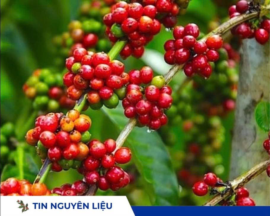 Giá cà phê hôm nay 05/09: Giảm đồng loạt tại Tây Nguyên, Mỹ khó thay thế cà phê Brazil