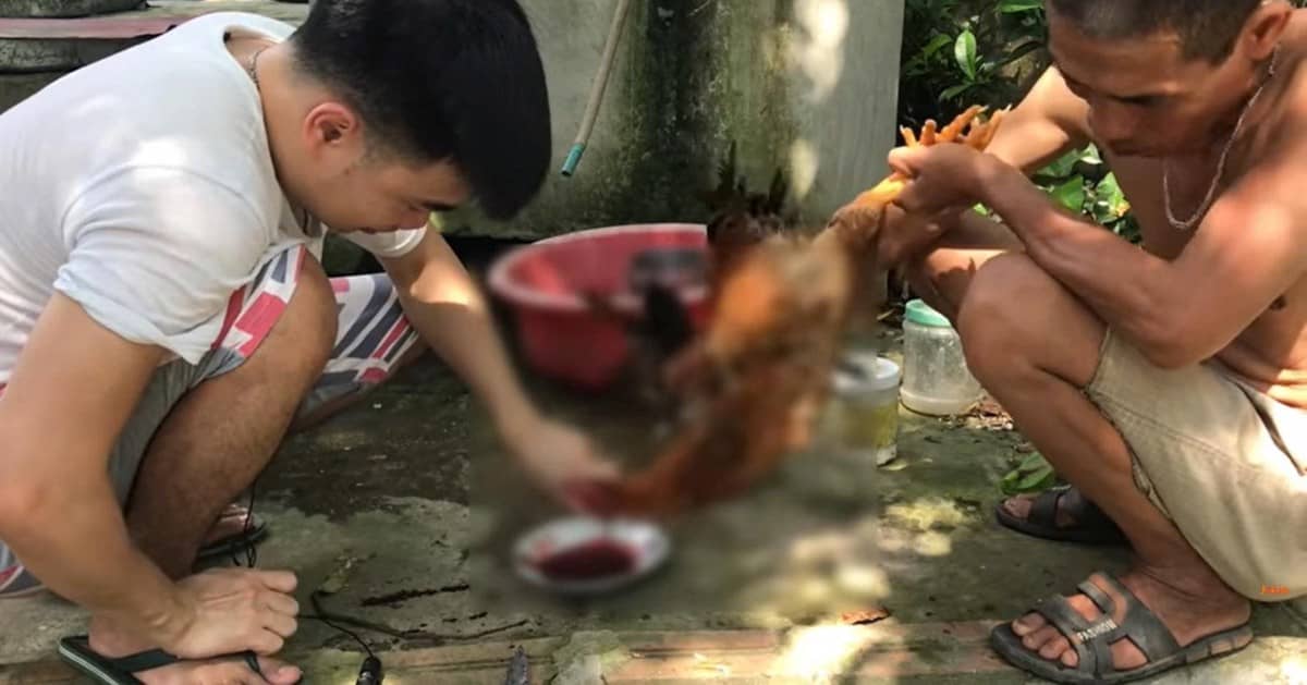 Mẫu hình cắt tiết gà
