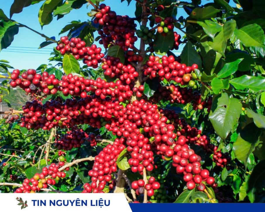 Giá cà phê hôm nay 15/9 quay đầu giảm, trung bình 119.900 đồng/kg giữa lo ngại La Niña