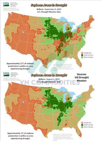 Bản đồ nông sản 9/2025: Nguồn cung dồi dào, ngô dẫn sóng, đậu tương dư cung