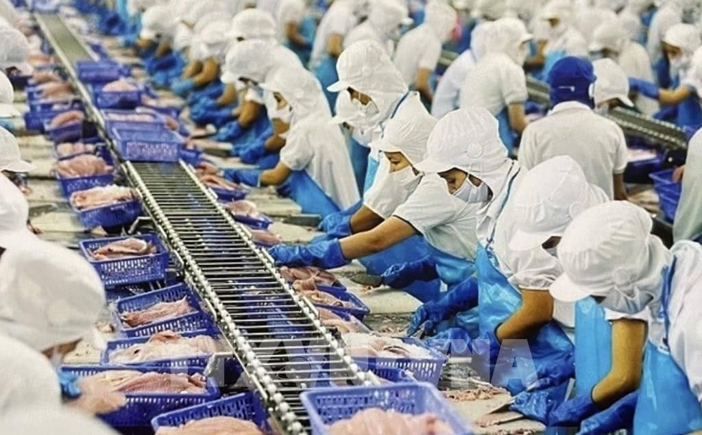 Cổ phiếu cá tra VHC, IDI, ANV bứt phá mạnh nhờ lực đẩy từ thị trường xuất khẩu