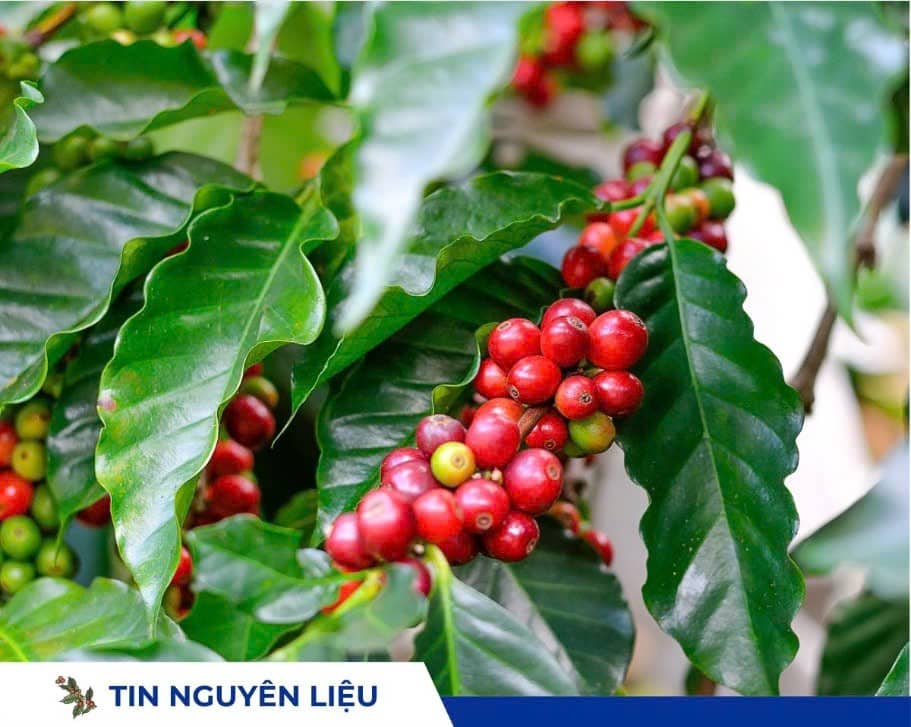 Giá cà phê hôm nay Tăng mạnh lên 122.700 đồng/kg, thị trường chịu tác động từ Brazil và thuế Mỹ