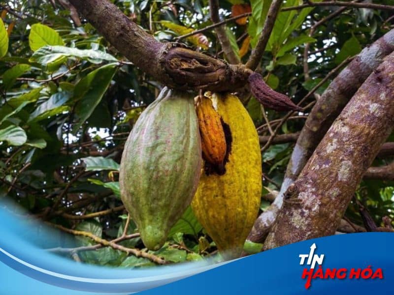 Giá ca cao được hỗ trợ bởi mưa Tây Phi và lo ngại nguồn cung dài hạn
