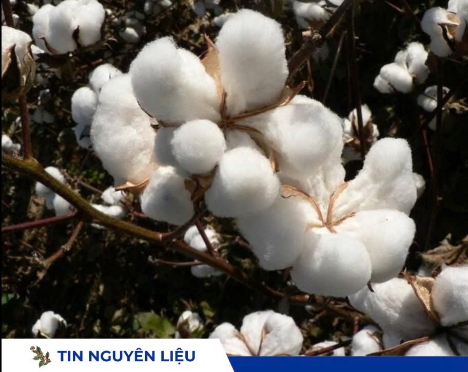 Giá bông chờ Fed và báo cáo xuất khẩu USDA