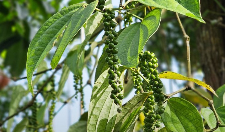 Giá hồ tiêu hôm nay 22/09/2025: Đi ngang 147.000–150.000 đ/kg, thị trường giữ nền cao chờ đơn hàng xuất khẩu