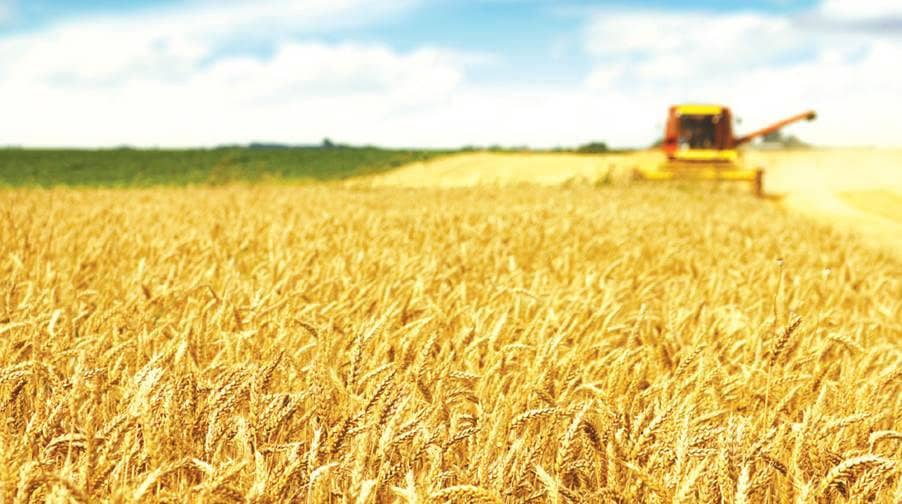 Lúa Mì: Áp Lực Giảm Giá Gia Tăng Khi Argentina Miễn Thuế Xuất Khẩu