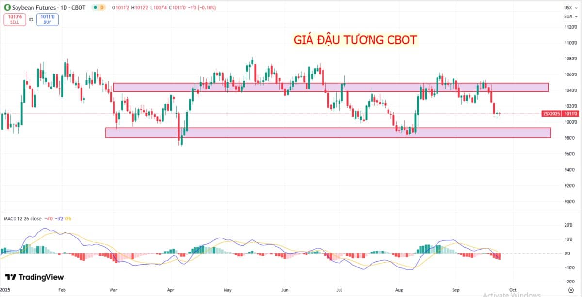 Thị trường đậu nành toàn cầu chao đảo: Mỹ mất lợi thế, Nam Mỹ vươn lên dẫn dắt