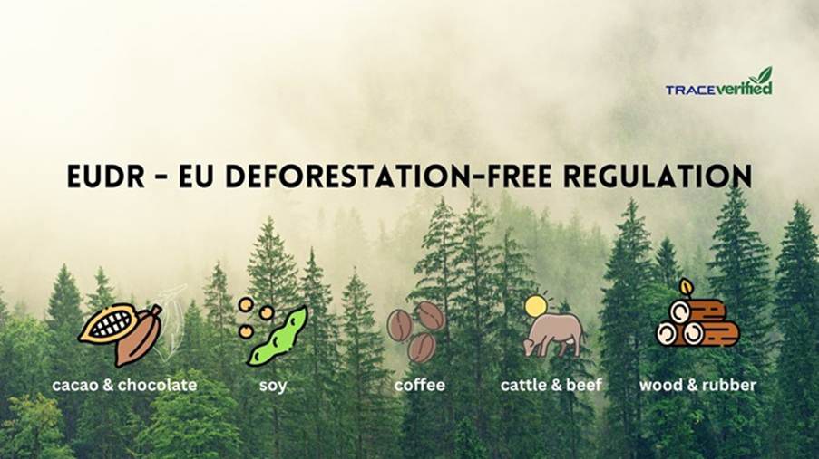 EUDR & Cơn Sóng Giá Cà Phê: Khi Luật Chống Phá Rừng EU Định Hình Lại Thị Trường