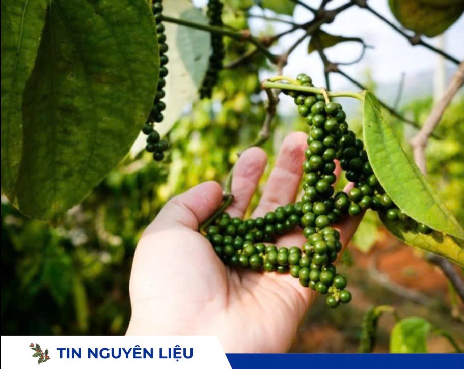 Kim ngạch xuất khẩu tiêu cán mốc 1,2 tỷ USD, thị trường nội địa ổn định