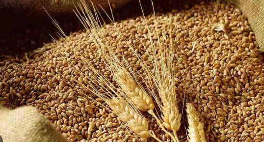 Thị trường lúa mì – trước báo cáo tồn kho ngũ cốc [29.09.2025]