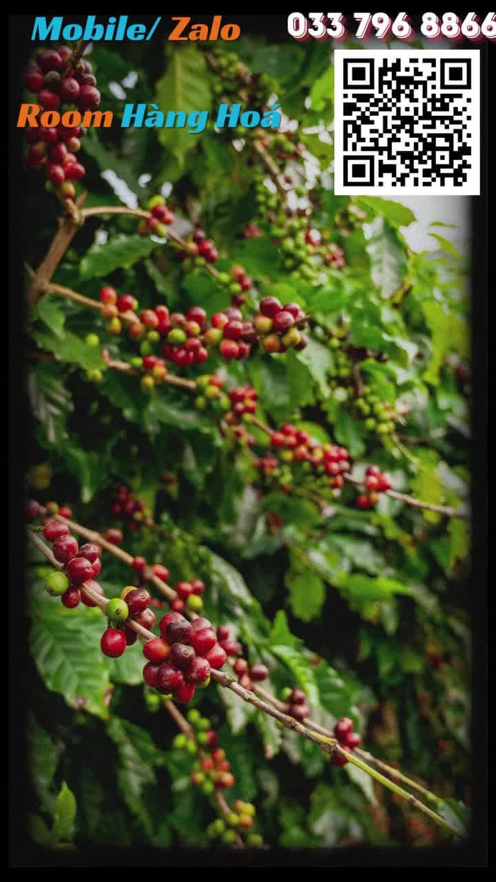 🔥Giá cà phê tăng nóng: Đòn chính trị và hạn hán cùng lúc ập đến
→ Brazil , Trung tâm Arabica toàn cầu : khô hạn kéo dài, không mưa ở Minas Gerais suốt tuần qua! Nguồn cung gặp căng thẳng ngay giữa mùa thu hoạch.
Hiện nay Sở giao dịch hàng hóa Việt Nam đã được cấp phép liên thông trên thị trường hàng hóa quốc tế và đầu tư trực tiếp trên các sàn hàng hóa thế giới.
Bác nào quan tâm muốn giao dịch cà phê trên sàn London thì nhắn tôi nhé