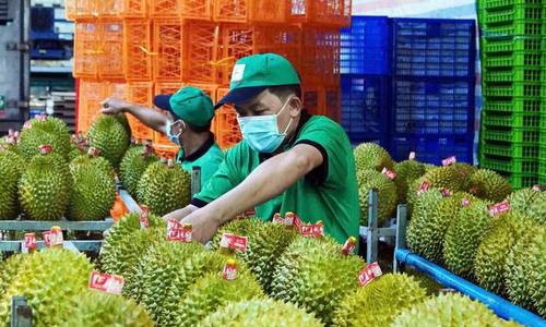 Bộ Nông Nghiệp và Môi trường chỉ đạo khẩn sau khi sầu riêng bị dừng xét nghiệm?