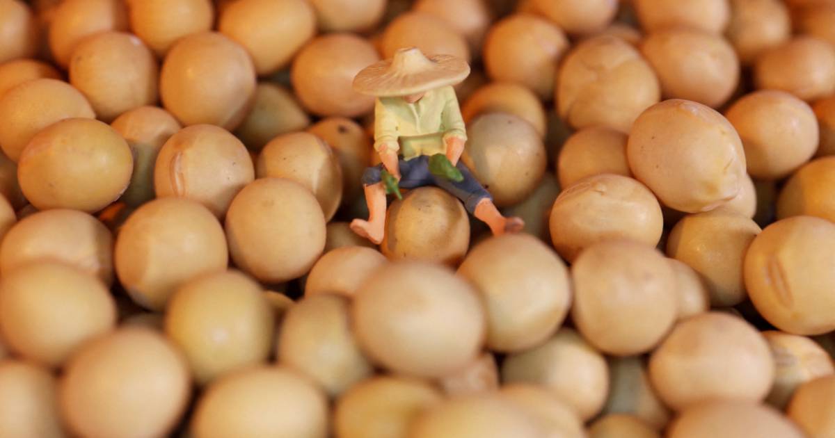 Trung Quốc lại ngừng mua đậu tương Mỹ?