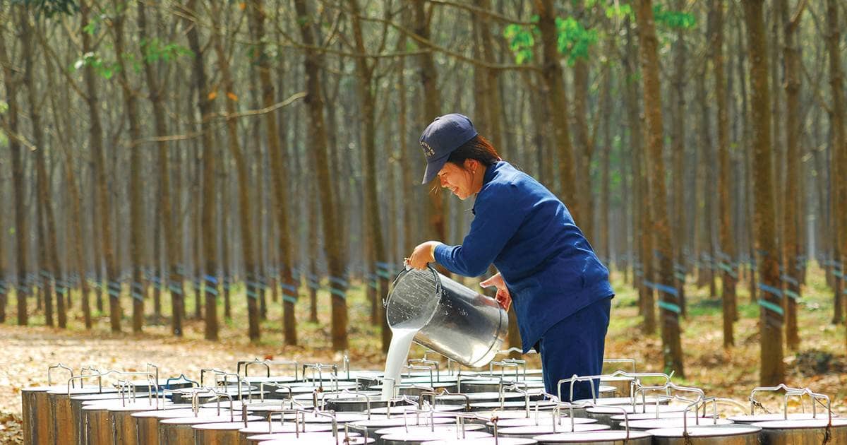 Giá cao su cao, doanh nghiệp lãi đậm, cổ phiếu vẫn “ì ạch”