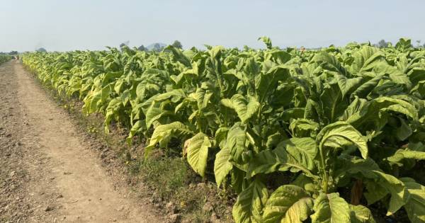 Bán đấu giá cổ phần Vinataba tại Dalatbeco: Cơ hội cho nhà đầu tư?