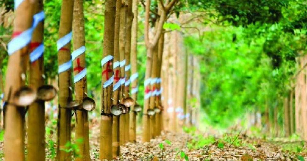 Nguồn cung cao su khan hiếm, cổ phiếu doanh nghiệp đầu ngành này được dự báo vào chu kì bứt tốc