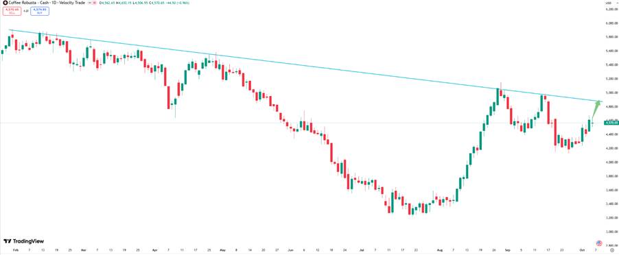 Giá Cà Phê Robusta: Hướng Tới Vùng Kháng Cự Quan Trọng 4.900 USD/Tấn