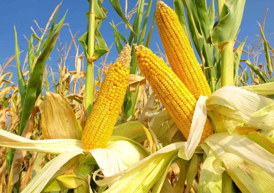 Ngô – Áp Lực Nguồn Cung Vẫn Lớn, Giá Dễ Điều Chỉnh Ngắn Hạn Trước Báo Cáo WASDE