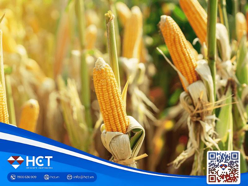 Tổng quan nông sản 9/10: Lúa mì phục hồi, ngô tăng nhẹ, đậu tương tiếp tục suy yếu