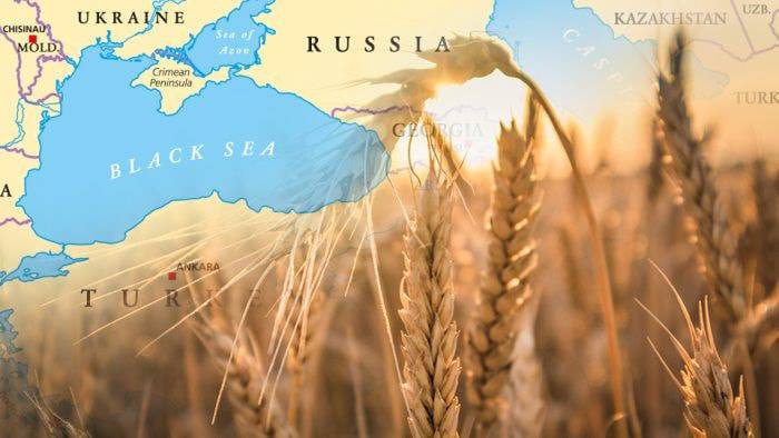 Thị trường Lúa mì: Nguồn Cung Dồi Dào Đè Nặng Giá, Xuất Khẩu Biển Đen Biến Động