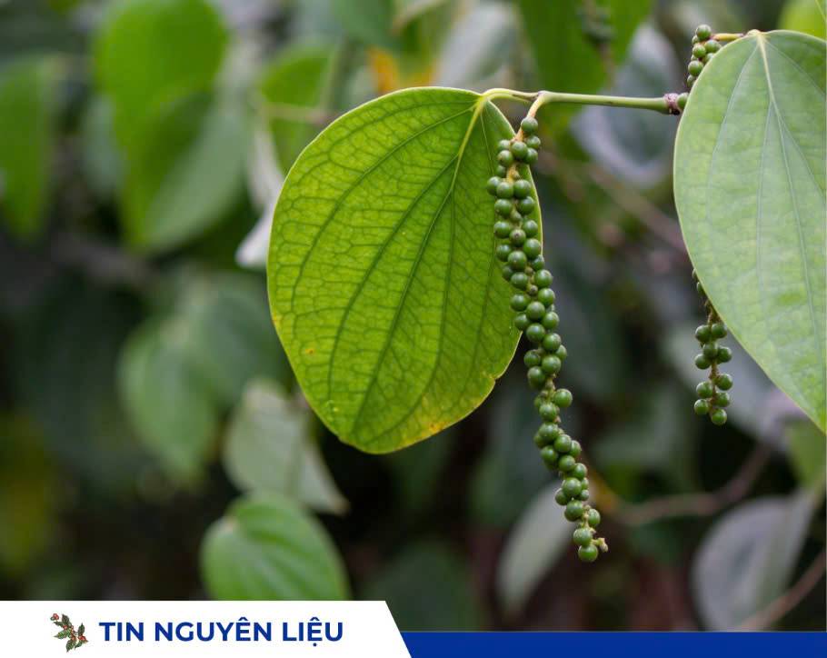 Giá tiêu hôm nay tăng ngày thứ hai liên tiếp, áp sát mốc 150.000 đồng/kg