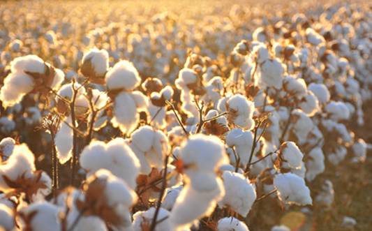 Giá bông chịu áp lực trong mùa thu hoạch