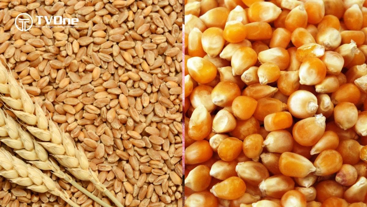 Phân tích thị trường ngũ cốc tuần này (13–18/10)