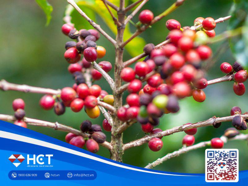 Giá cà phê 13/10: Mưa kích thích ra hoa, thị trường chịu áp lực nguồn cung