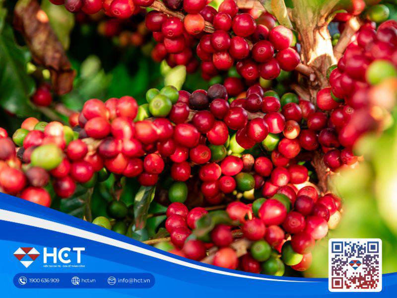 Giá cà phê 14/10: Khô hạn đe dọa vụ mùa tại Brazil, mưa lan rộng tại nhiều quốc gia sản...