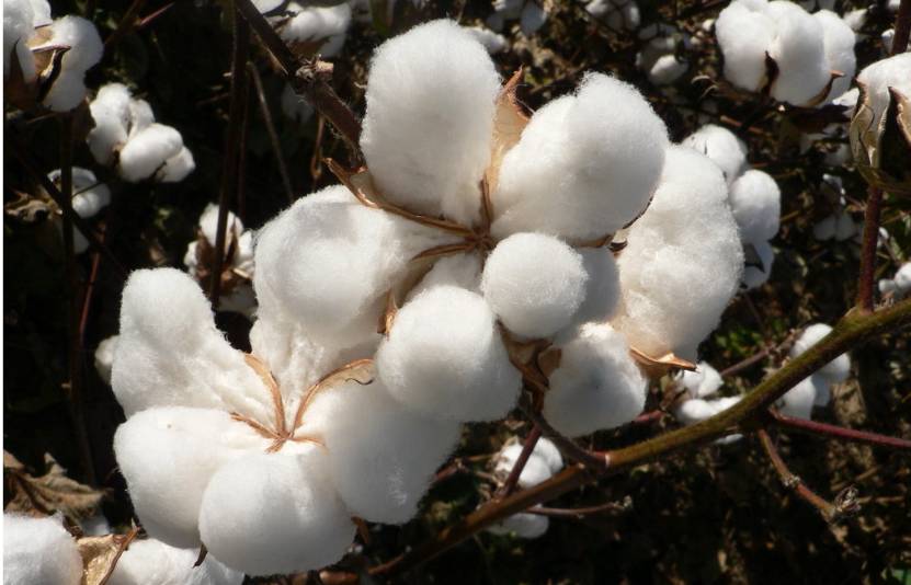 Giá bông, ca cao, đường 15/10: USD tăng và nhu cầu yếu gây áp lực thị trường, đường giảm vì sản lượng tăng