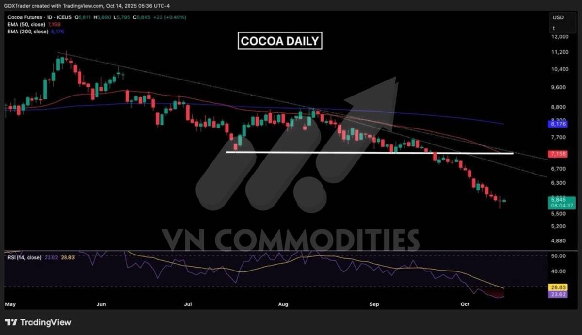 Ngô Mỹ tiến sát kỷ lục mới – Ca cao và cà phê bước vào vùng cân bằng vàng