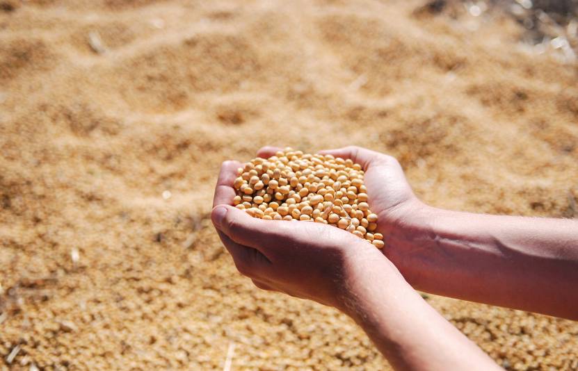 Thị trường nông sản 17/10: Argentina lo ngại sương lạnh ảnh hưởng lúa mì, đậu tương Mỹ hưởng lợi từ hạ nhiệt căng thẳng thương mại