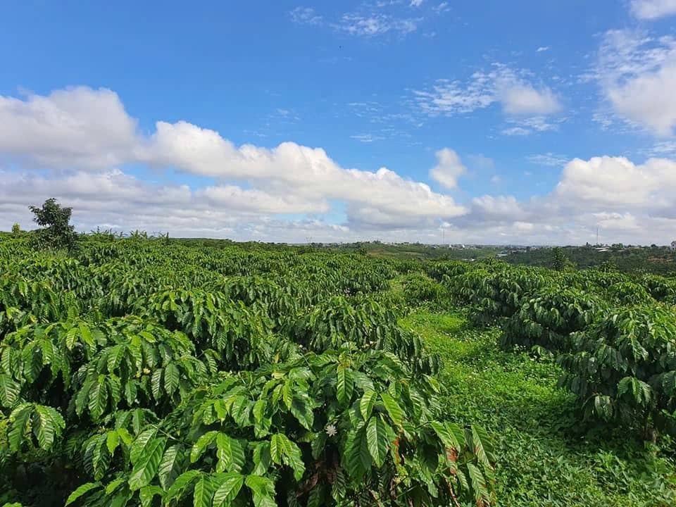 Cà phê Việt bứt tốc sang Mỹ, Brazil "hụt hơi" vì thuế quan
