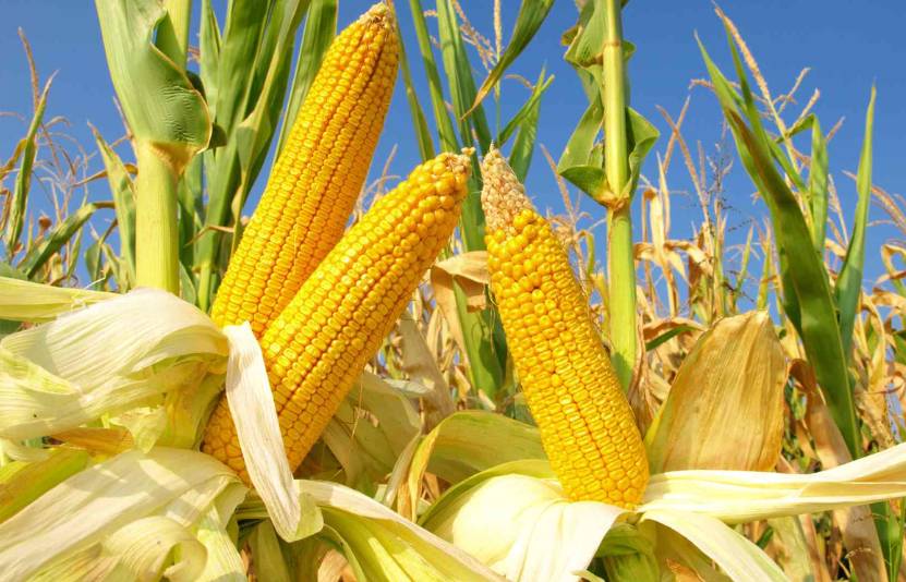 Thị trường nông sản hôm nay: Nga nâng dự báo lúa mì, đậu tương Mỹ trông chờ đàm phán thương mại, ngô chịu áp lực từ căng thẳng Mỹ–Colombia