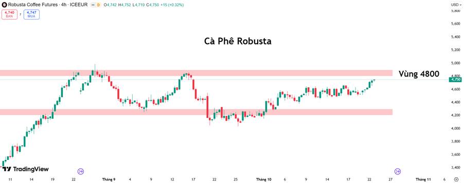 Cà Phê Robusta Áp Sát Vùng 4.800 USD: Nguồn Cung Thắt Chặt, Mùa Vụ Ủng Hộ Đà Tăng