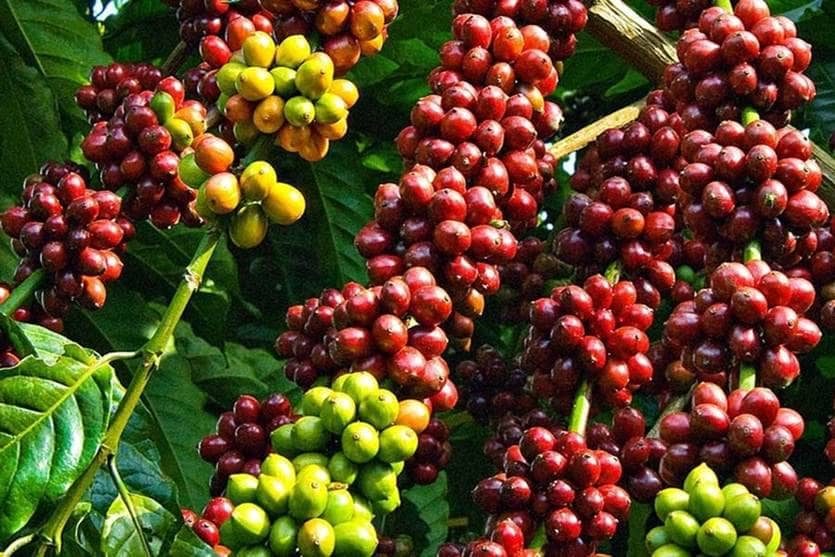 Cà Phê Robusta Áp Sát Vùng 4.800 USD: Nguồn Cung Thắt Chặt, Mùa Vụ Ủng Hộ Đà Tăng