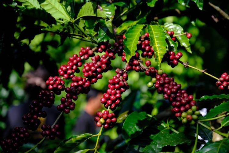 Thuế cà phê được dỡ bỏ - Cơ hội mới cho Robusta Việt Nam