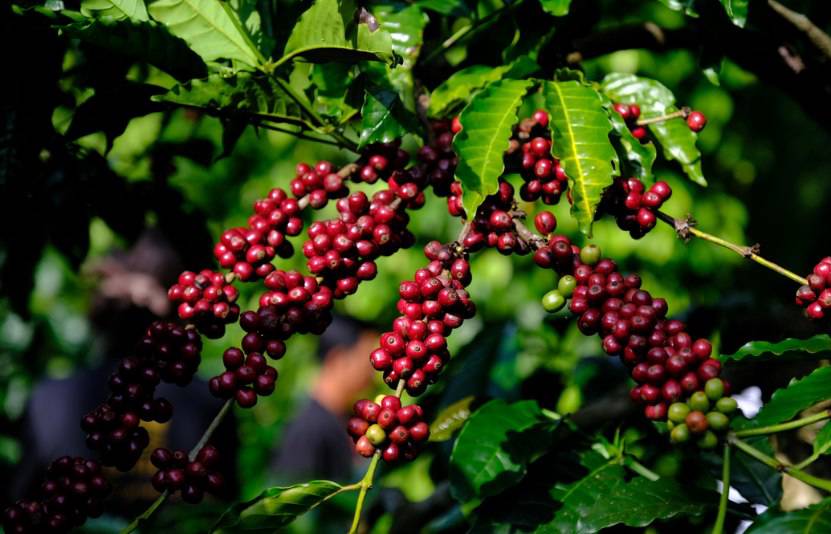 Giá cà phê có thể giảm thêm, thỏa thuận thương mại Lula - Trump và mưa tại Brazil gây áp lực