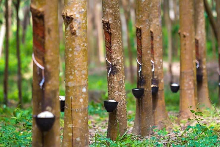 Giá cao su hôm nay biến động giảm trong và ngoài nước