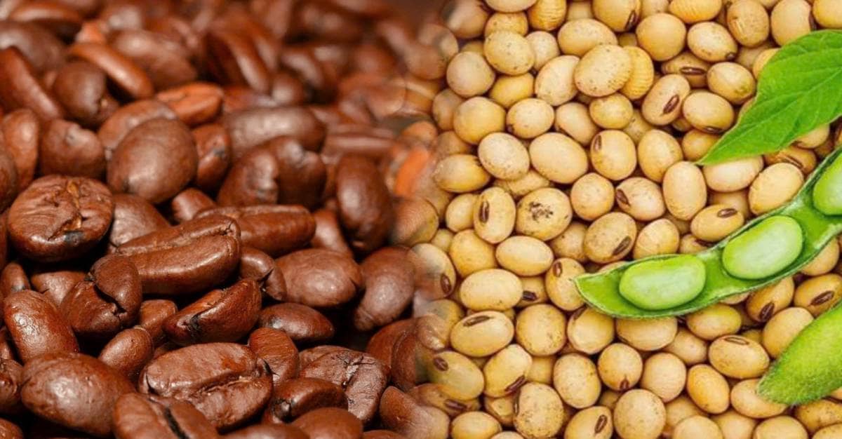 Nông sản bước vào chu kỳ tăng lịch sử Đậu tương vượt đỉnh nửa thế kỷ, cà phê manh nha hồi phục