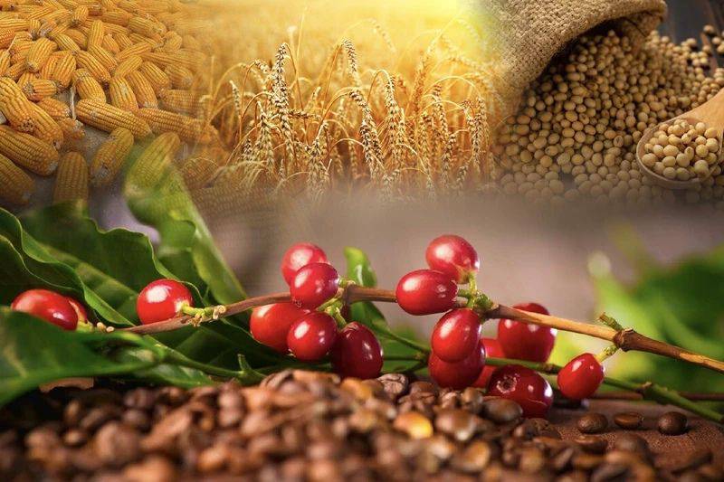 Nông sản giằng co trước thỏa thuận Mỹ–Trung, cà phê chuẩn bị cho pha tăng mới