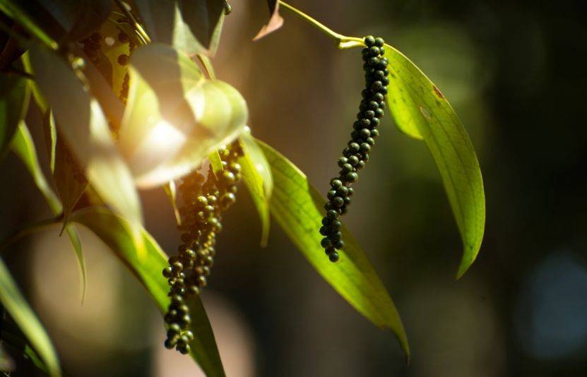 Giá tiêu duy trì ổn định quanh ngưỡng cao