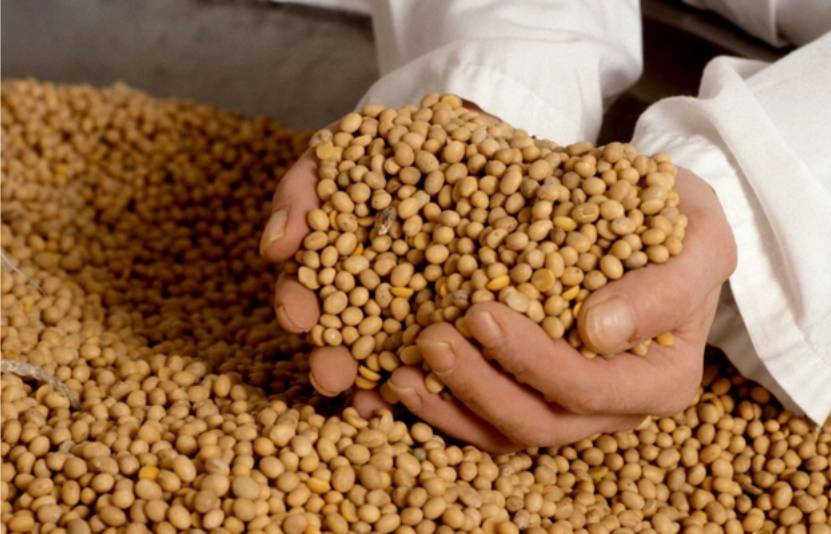 Thị trường nông sản: Lúa mì chịu áp lực nguồn cung Biển Đen – Đậu tương Mỹ yếu thế trước Brazil, ngô chờ báo cáo USDA