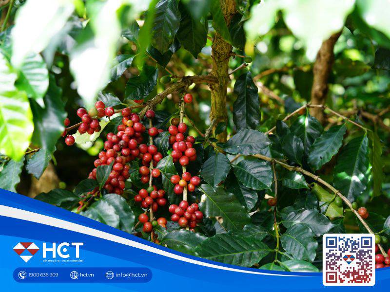 Giá cà phê trong nước ngày 12/11 tiếp tục giảm