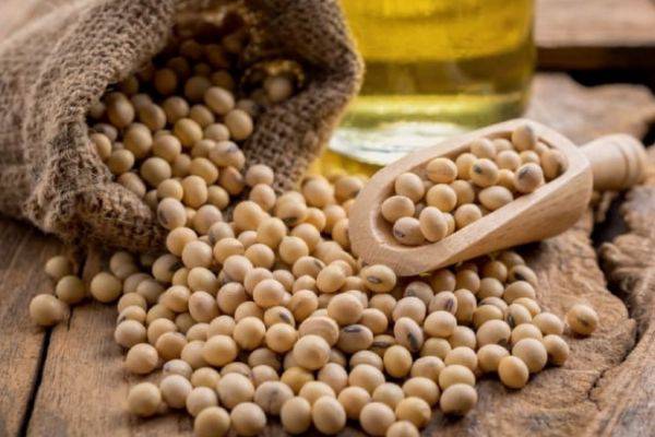 USDA cắt sản lượng – Nhưng vì sao đậu tương Mỹ vẫn chưa thể tăng giá?